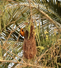 Icterus gularis