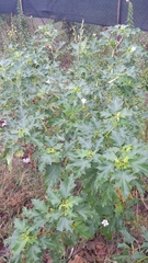 Datura stramonium