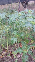 Datura stramonium