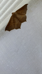 Tetracis cervinaria