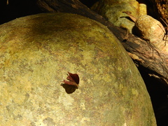 Abisara bifasciata