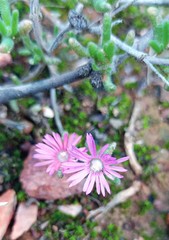 Delosperma pageanum