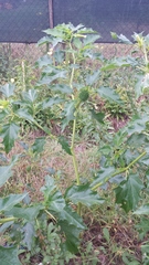 Datura stramonium