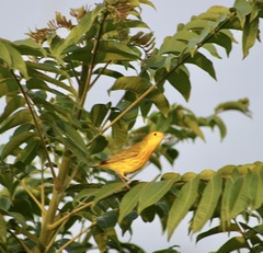 Setophaga petechia