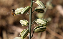 Albuca glauca