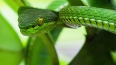 Trimeresurus erythrurus