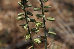 Albuca glauca