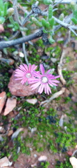 Delosperma pageanum