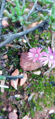 Delosperma pageanum