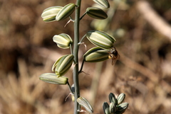 Albuca glauca