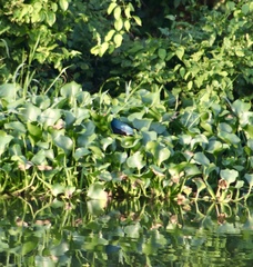 Porphyrio martinica