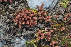 Sedum annuum