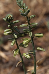 Albuca glauca
