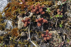 Sedum annuum