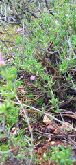 Delosperma pageanum