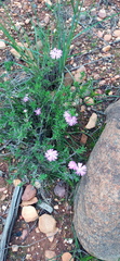 Delosperma pageanum