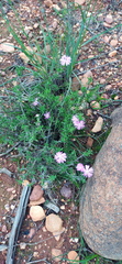 Delosperma pageanum