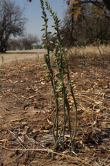 Albuca glauca