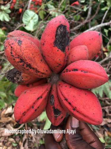 Yellow monkey cola (Cola lepidota)