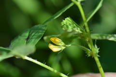 Medicago arabica