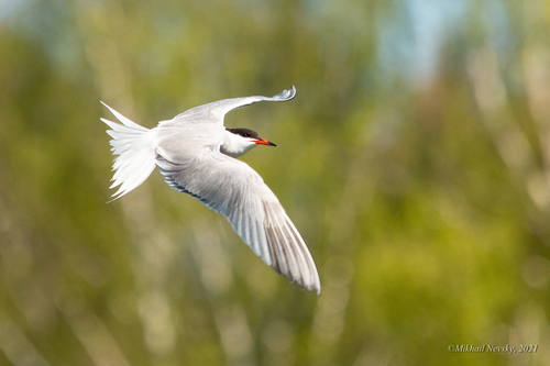 Charrán común (Sterna hirundo)