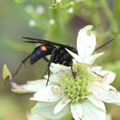 Poecilopompilus algidus