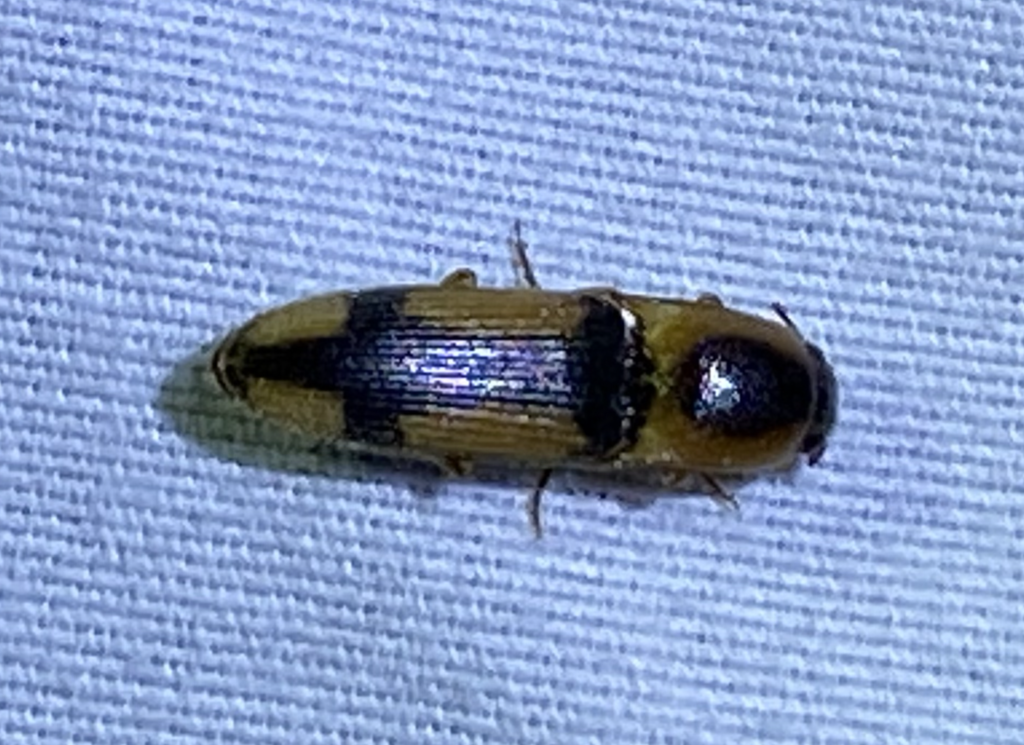 Aeolus cruciger