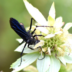 Poecilopompilus algidus