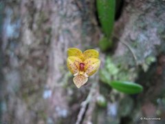 Bulbophyllum analamazoatrae image