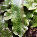 Great Scented Liverwort - Photo (c) Don Loarie, some rights reserved (CC BY)