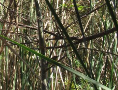 Geothlypis trichas