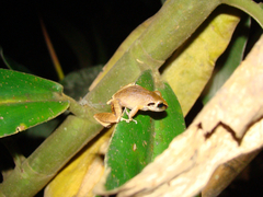 Pristimantis reichlei