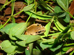 Pristimantis reichlei