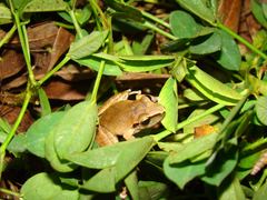 Pristimantis reichlei