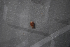 Lignyodes fraxini