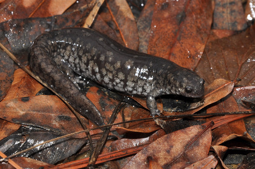 Small-mouthed Salamander