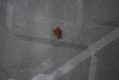 Lignyodes fraxini