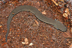 Siren intermedia