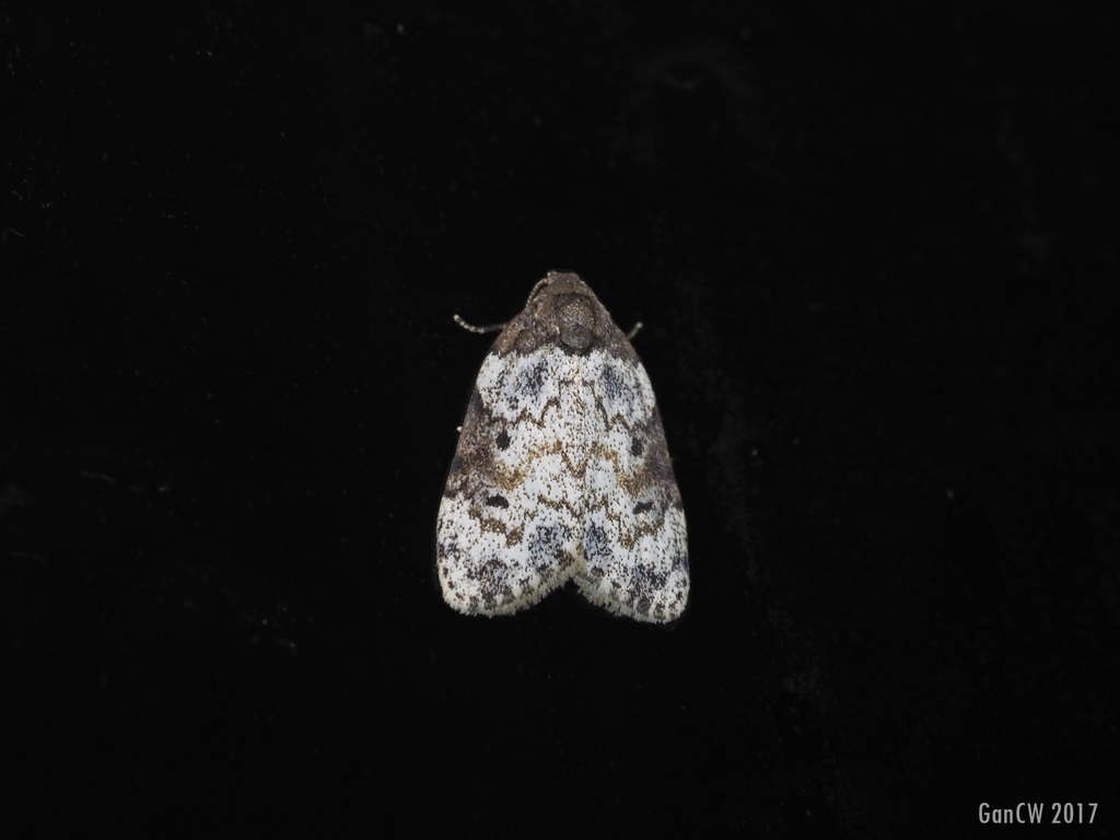 Halone ariadna