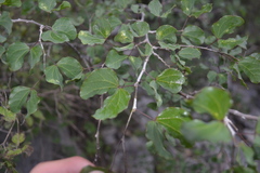 Bauhinia lunarioides