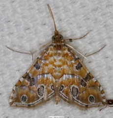 Ommatospila narcaeusalis