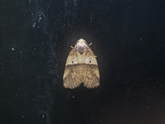 Eugoa bipuncta