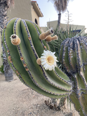 Pachycereus pringlei