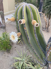 Pachycereus pringlei