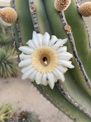 Pachycereus pringlei