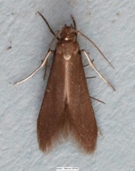 Schreckensteinia erythriella