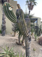 Pachycereus pringlei