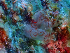 Clavelina