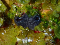 Didemnum vanderhorsti