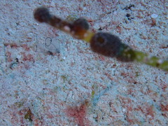 Clavelina